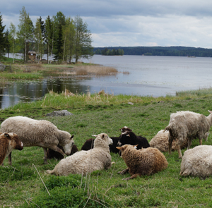 Lampaita kedolla järvenrannalla.